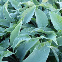 Hosta Titanium - Hosta titanium - Plantes d'extérieur