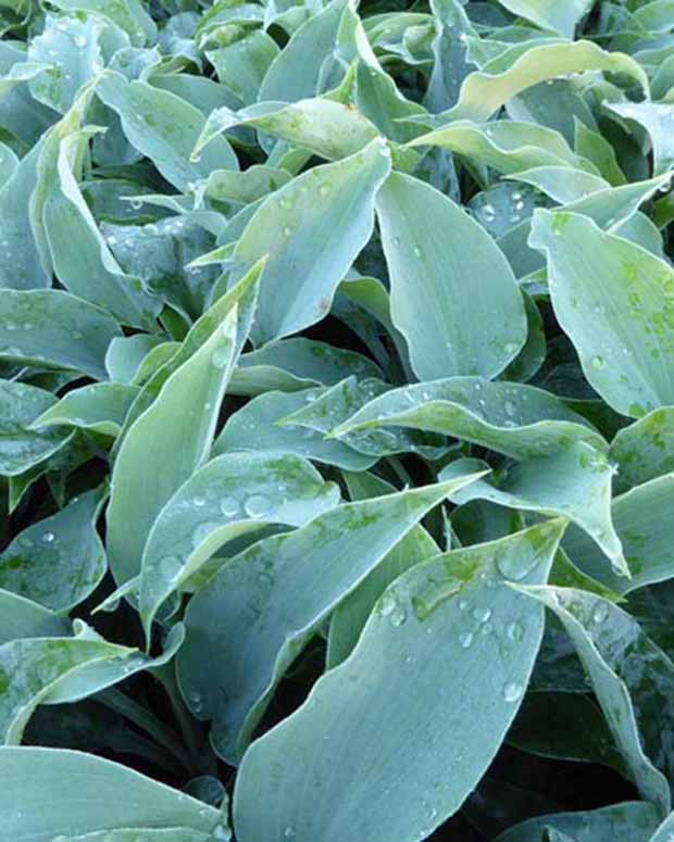 Hosta Titanium - Hosta titanium - Plantes vivaces