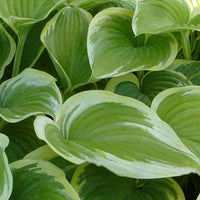 Hosta Victory - Hosta victory - Plantes d'extérieur