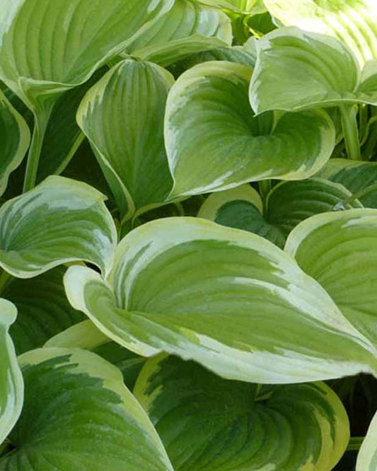 Hosta Victory - Hosta victory - Plantes d'extérieur