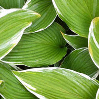 Hosta White On - Hosta white on! - Plantes d'extérieur