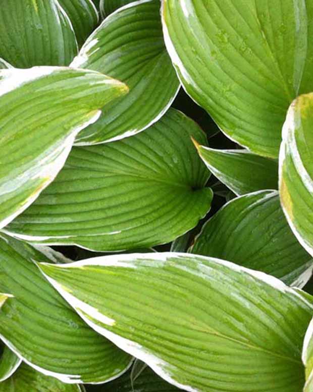 Hosta White On - Hosta white on! - Plantes vivaces