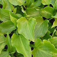 Hosta Invincible - Hosta invincible - Plantes d'extérieur