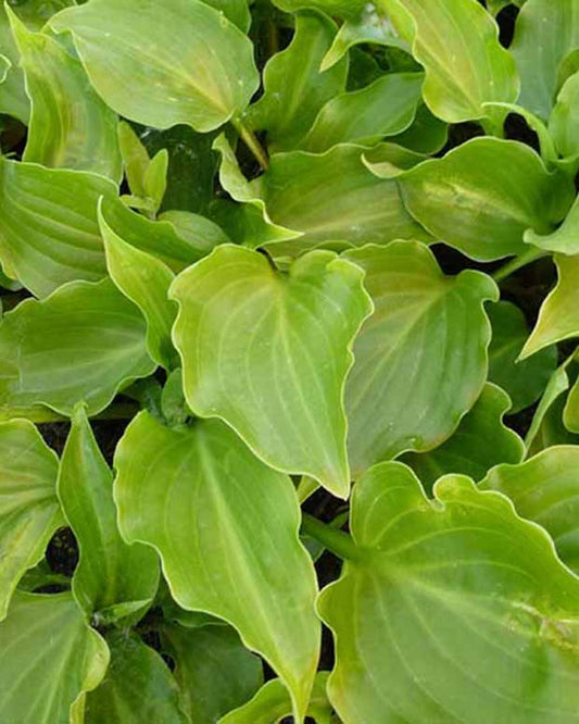 Hosta Invincible - Hosta invincible - Plantes d'extérieur