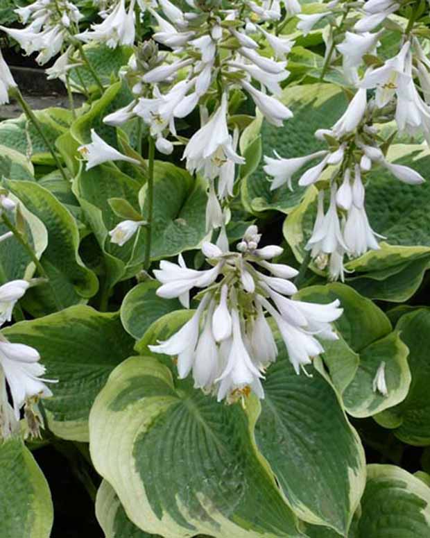 Hosta Northern Exposure Funkia - Hosta northern exposure - Plantes vivaces