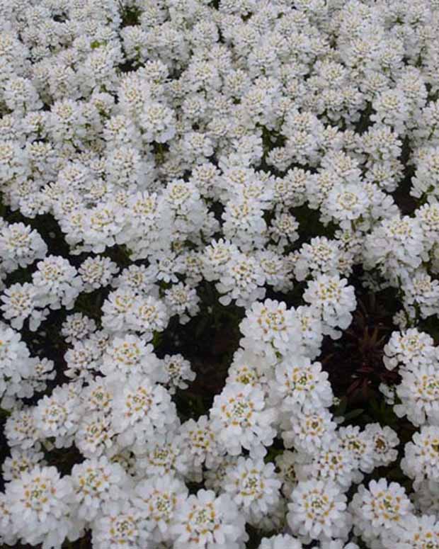 3 Corbeilles d'argent Appen-Etz - Iberis - Iberis sempervirens appen-etz - Plantes d'extérieur