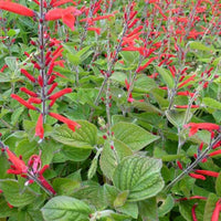 Sauge-ananas Scarlet Pineapple - Salvia elegans scarlet pineapple - Plantes d'extérieur