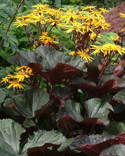 Ligulaire à feuilles dentées Britt Marie Crawford - Ligularia dentata britt-marie crawford - Plantes d'extérieur