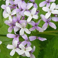 Lunaire vivace - Lunaria rediviva - Plantes d'extérieur