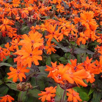 3 Croix de Jérusalem Vesuvius - Lychnis arkwrightii vesuvius - Plantes d'extérieur