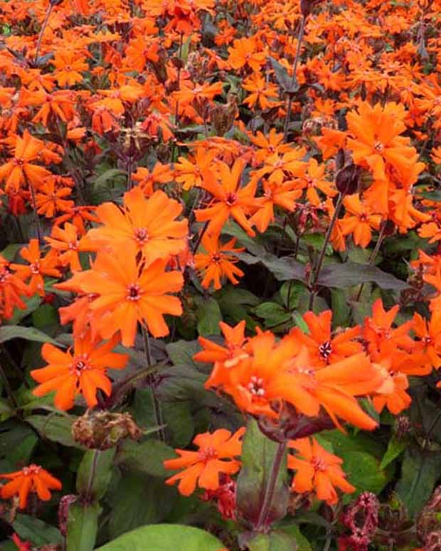 3 Croix de Jérusalem Vesuvius - Lychnis arkwrightii vesuvius - Plantes d'extérieur