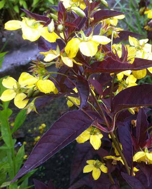 Lysimaque ciliée Firecracker - Lysimachia ciliata firecracker - Plantes d'extérieur