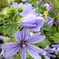 Mauve d'Alger - Malva sylvestris primley blue - Plantes d'extérieur