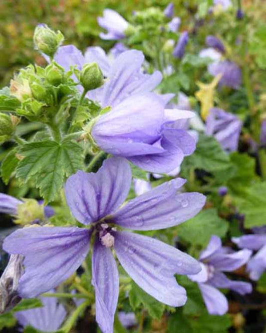 Mauve d'Alger - Malva sylvestris primley blue - Plantes d'extérieur