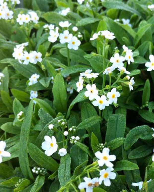 Myosotis des marais Ice Pearl - Myosotis palustris ice pearl - Plantes d'extérieur