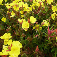 Oenothère Erica Robin - Onagre - Oenothera fruticosa erica robin - Plantes d'extérieur