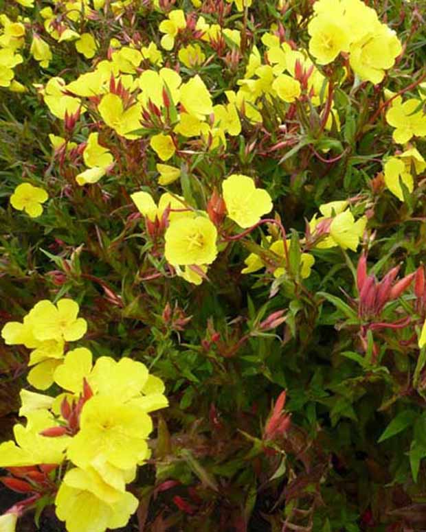 Oenothère Erica Robin - Onagre - Oenothera fruticosa erica robin - Plantes vivaces