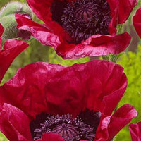 Pavot d'Orient Marlene - Papaver orientale marlene - Plantes d'extérieur