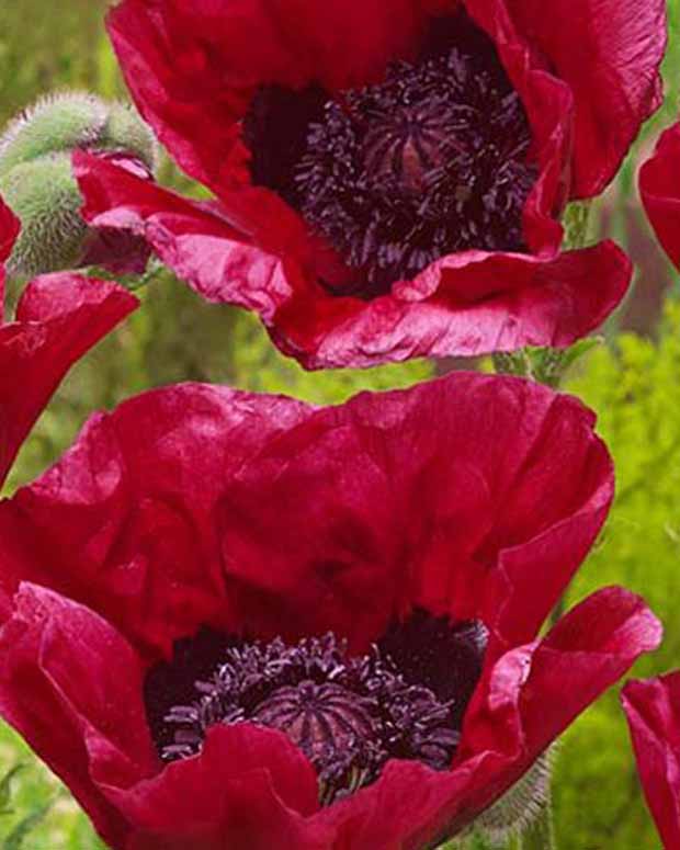 Pavot d'Orient Marlene - Papaver orientale marlene - Plantes vivaces