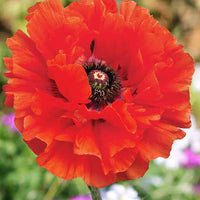 Pavot d'Orient Eyecatcher - Papaver orientale eyecatcher - Plantes d'extérieur