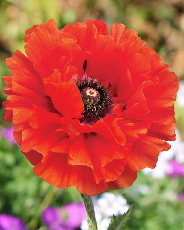 Pavot d'Orient Eyecatcher - Papaver orientale eyecatcher - Plantes d'extérieur