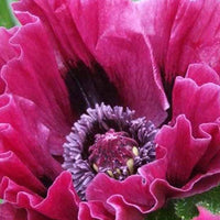 Papaver harlem