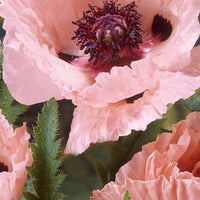 Papaver orientale mrs perry