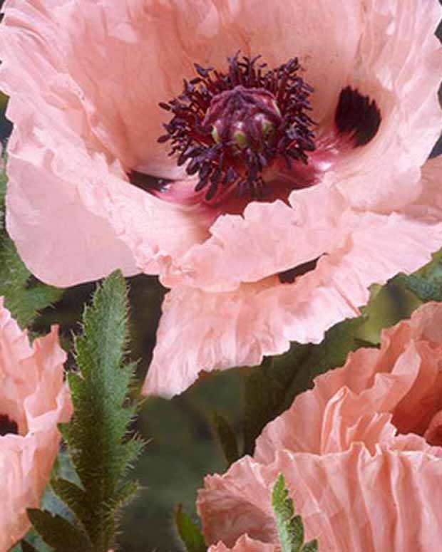 Papaver orientale mrs perry