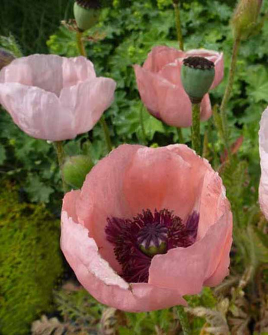 3 Pavots d'Orient Prinzessin Viktoria Luise - Papaver orientale prinzessin viktoria luise - Plantes d'extérieur