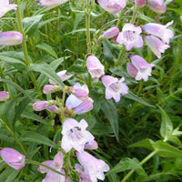 Galane Stapleford Gem - Penstemon - Penstemon stapleford gem - Plantes d'extérieur