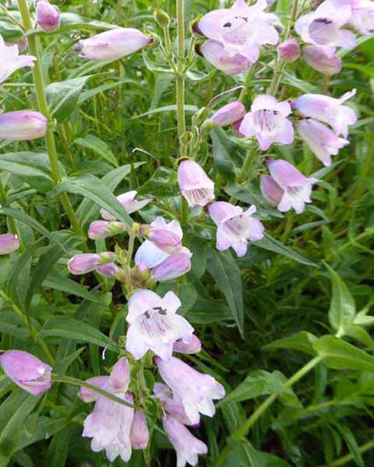 Galane Stapleford Gem - Penstemon - Penstemon stapleford gem - Plantes d'extérieur