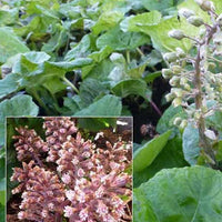 Grand pétasite - Petasites hybridus - Plantes d'extérieur