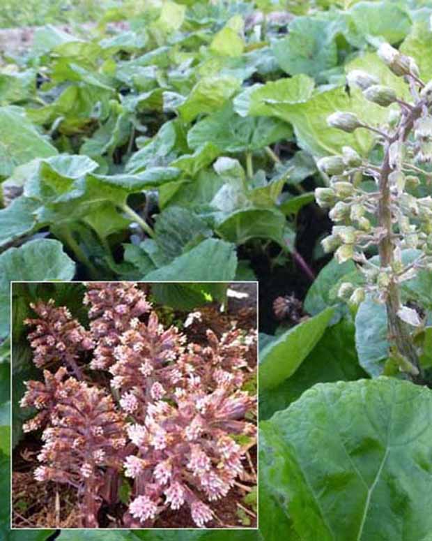 Grand pétasite - Petasites hybridus - Plantes vivaces