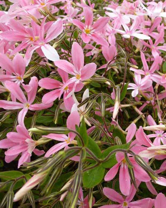 Phlox relevé Wagon Wheel - Phlox adsurgens wagon wheel - Plantes d'extérieur