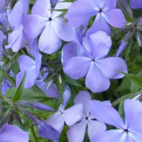 Phlox divariqué Blue Moon - Phlox blue moon - Plantes d'extérieur