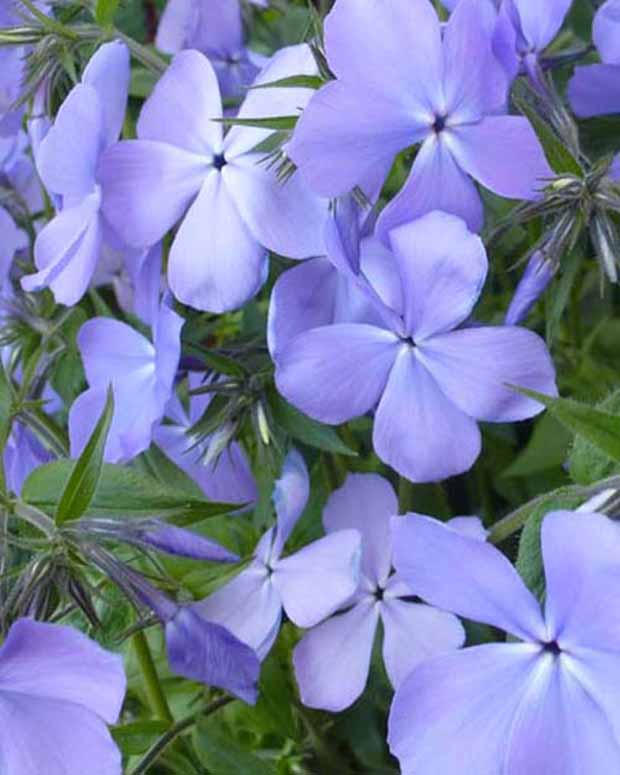 Phlox divariqué Blue Moon - Phlox blue moon - Plantes vivaces