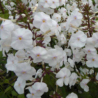 Phlox  maculé Schneelawine - Phlox maculata schneelawine - Plantes d'extérieur