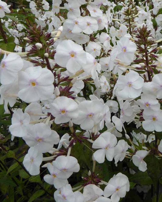 Phlox  maculé Schneelawine - Phlox maculata schneelawine - Plantes d'extérieur