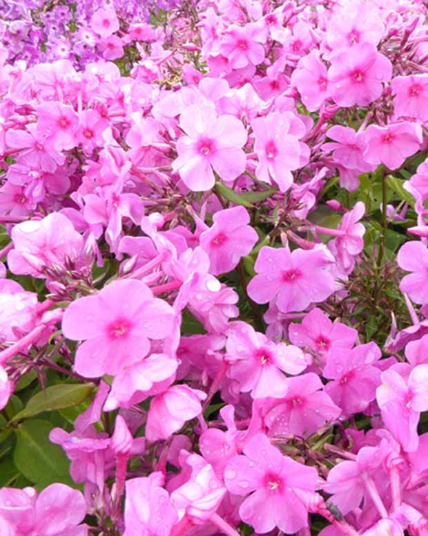 Phlox paniculé Pink Eye Flame - Phlox bartwelve pink flame - Plantes d'extérieur