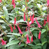 Fuschia du Cap African Queen - Phygelius rectus african queen - Plantes d'extérieur