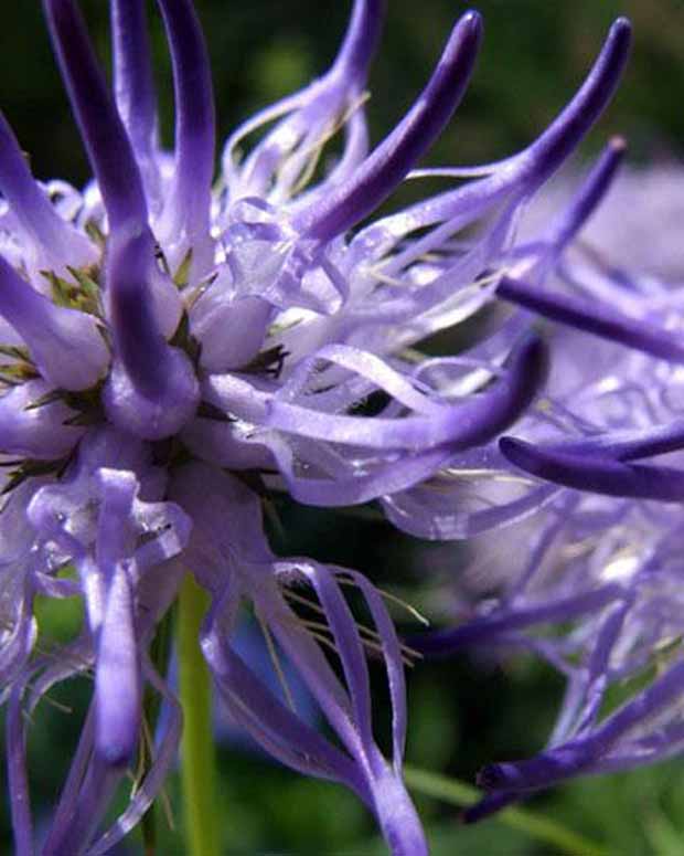 Raiponce de Scheuchzer -Phyteuma - Phyteuma scheuchzeri - Plantes d'extérieur