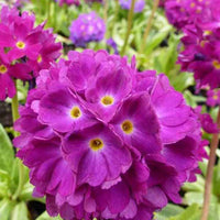 Primevère dentelée Rubin - Primula denticulata rubin - Plantes d'extérieur