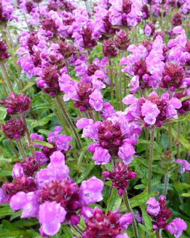 Prunelle à grandes fleurs Altenberg Rosa - Prunella grandiflora altenberg rosa - Graminées