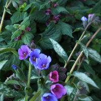 Pulmonaire Samurai - Pulmonaria samurai - Plantes d'extérieur