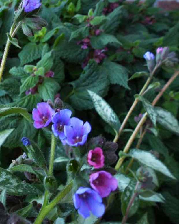 Pulmonaire Samurai - Pulmonaria samurai - Plantes vivaces