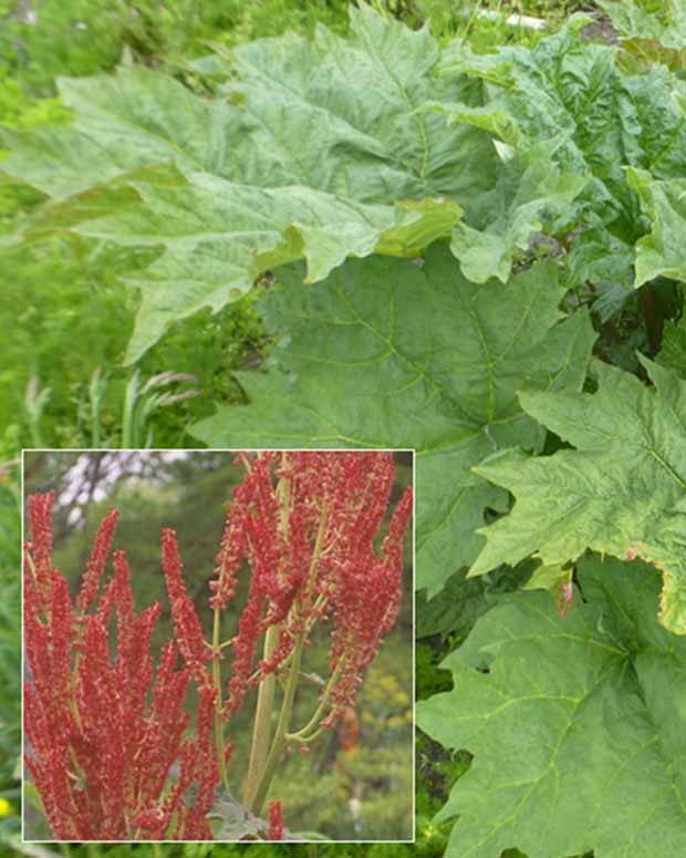 Rhubarbe palmée - Rheum palmatum var. tanguticum - Plantes d'extérieur