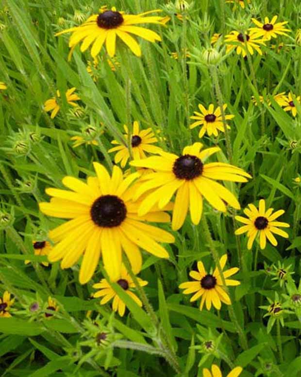 3 Rudbeckia speciosa - Rudbeckia fulgida speciosa - Plantes d'extérieur