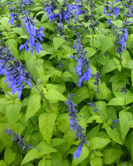 Sauge guarani Black and Blue - Salvia guaranitica black and blue - Plantes d'extérieur