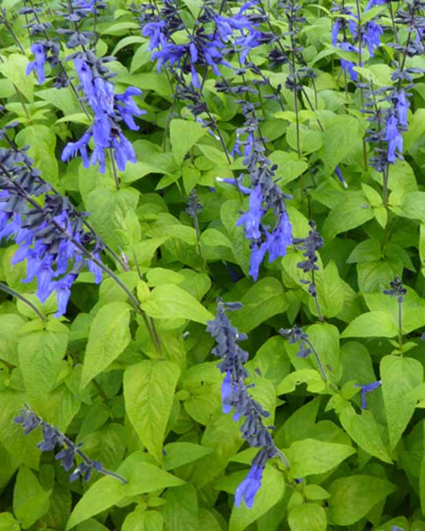 Sauge guarani Black and Blue - Salvia guaranitica black and blue - Plantes vivaces