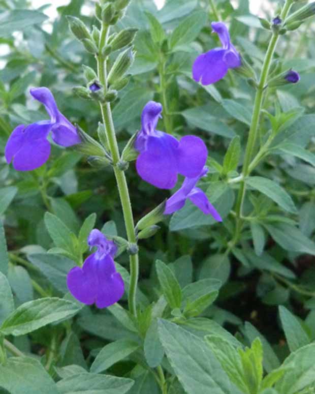 Sauge Monrovia - Salvia microphylla blue monrovia - Plantes d'extérieur